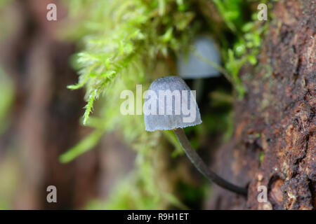 Fairy Helm Pilz, Mycena pseudocorticola Motorhaube Stockfoto