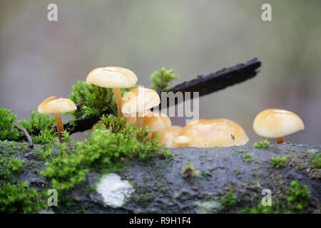 Enokitake, Flammulina velutipes, auch genannt futu, Meeresfrüchte pilze, pilz, Winter Winter Pilz, samt Fuß, samt Stengel oder samt Schaft Stockfoto