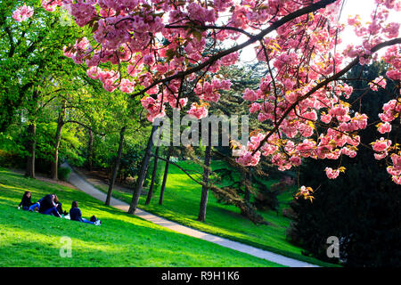 Frühling im Buttes Chaumont Park in Paris mit Kirschblüten im Vordergrund und Menschen auf dem grünen Rasen im Hintergrund. Stockfoto