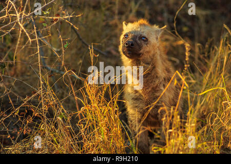 Ein niedliches Tüpfelhyäne cub im Krüger Nationalpark, Südafrika. Iena ridens oder hyäne maculata in Grünland Lebensraum. Trockenzeit. Stockfoto