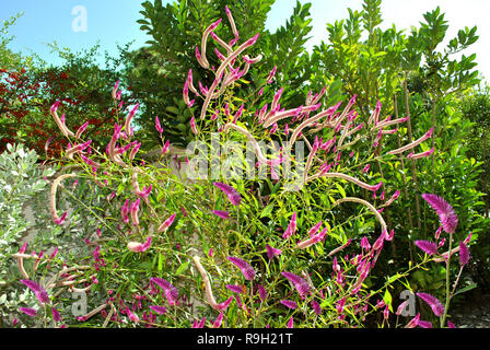Wachtel Gras lateinischer Name Celosia Argentea in Florida botanische Gärten Stockfoto