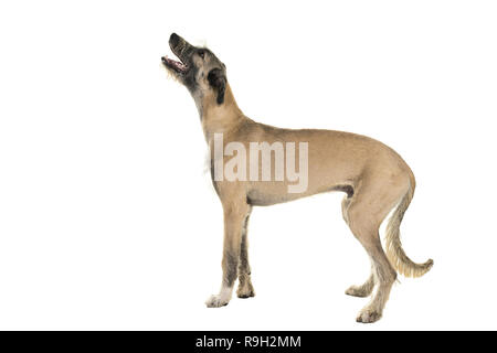 Blonde Junge (7 Monate alt) Irish Wolfhound Hund seitwärts auf weißen Hintergrund stehen isoliert Stockfoto