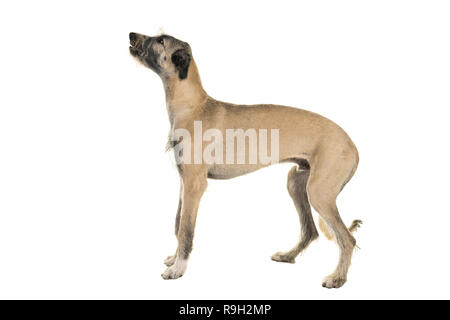 Blonde Junge (7 Monate alt) Irish Wolfhound Hund seitwärts auf weißen Hintergrund stehen isoliert Stockfoto