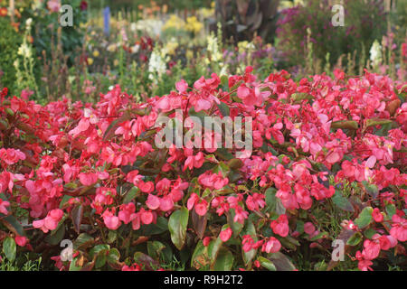 Begonia 'Dragon Wing Rot' Stockfoto