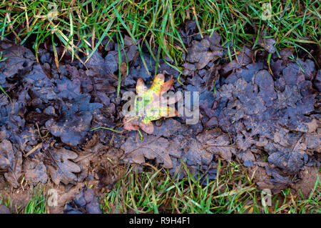 Ein bunten Blatt auf einem Wald Weg, wunderschön durch das Gras gerahmt auf beiden Seiten der Braun und Lila Blattsänfte Stockfoto