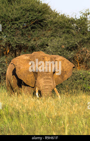 Riesige Boss. Red Elephant von Tarangire. Tansania, Afrika Stockfoto