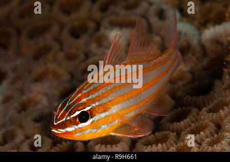Eine einzelne gelbe - gestreifte Cardinalfish über Leben Korallen. Stockfoto