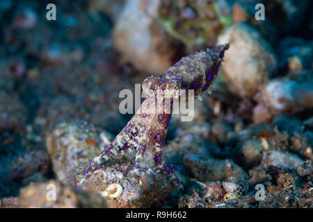 Als einer der Unterwasser Welten die meisten giftigen Kreaturen. Eine tödliche Blue-ringed Octopus haftet durch seine Tentakel zu einem Rock angesehen. Blaue Ringe auf dem bod Stockfoto