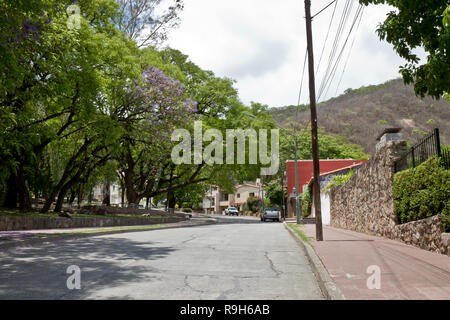 Bäume in der Straße von Salta, Argentinien Stockfoto