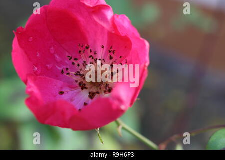 Makroaufnahme von pink Wild Rose. Stockfoto