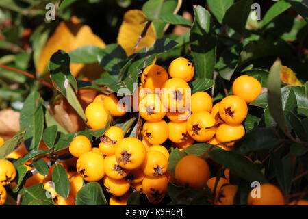 Makro Orange Glow Beeren Stockfoto