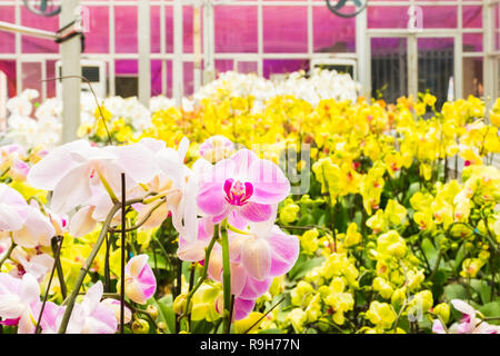 Bunt blühende Orchideen im Orchid Farm, Hanoi, Vietnam in Asien Stockfoto