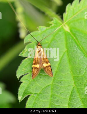 Nemophora Degeerella yellow-barred Longhorn Motte Stockfoto