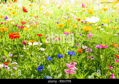 Roter Mohn, blaue Kornblumen und bunten Sommer wilde Blumen in Europa, Tschechische Stockfoto