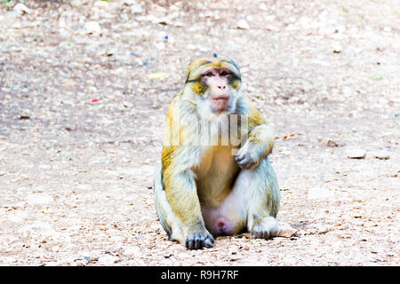 Barbary macaque Affen sitzen auf dem Boden in der zedernwald, Azrou, Marokko in Afrika Stockfoto