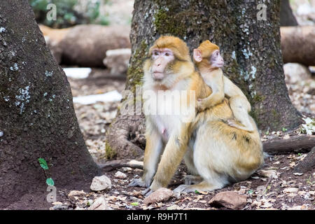 Barbary macaque Affen sitzen auf dem Boden in der zedernwald, Azrou, Marokko in Afrika Stockfoto