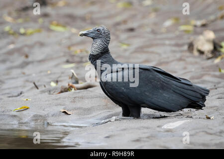 Amerikanische schwarze Geier (Coragyps atratus) trinken am Ufer. Puerto Viejo Fluss. Heredia Provinz. Costa Rica. Stockfoto