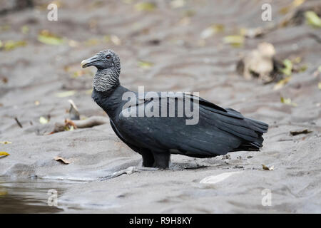 Amerikanische schwarze Geier (Coragyps atratus) trinken am Ufer. Puerto Viejo Fluss. Heredia Provinz. Costa Rica. Stockfoto