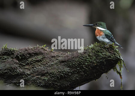 Green Kingfisher (Chloroceryle americana) männlichen auf Zweig thront. Puerto Viejo Fluss. Heredia Provinz. Costa Rica. Stockfoto