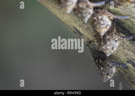 Proboscis Fledermäuse (Rhynchonycteris naso) auf Baumstamm getarnt. Puerto Viejo Fluss. Heredia Provinz. Costa Rica. Stockfoto