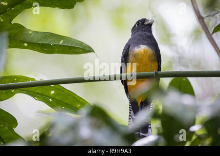 Gartered Trogon (Trogon caligatus) Weibchen auf Ast thront. Puerto Viejo. Provinz Heredia. Costa Rica. Stockfoto