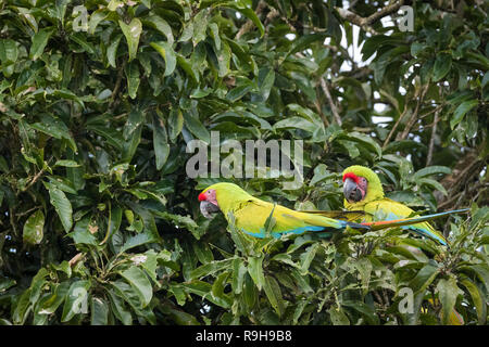 Großen grünen Ara (Ara ambiguus), zwei Fütterung im Baum. Alajuela Provinz. Costa Rica. Stockfoto