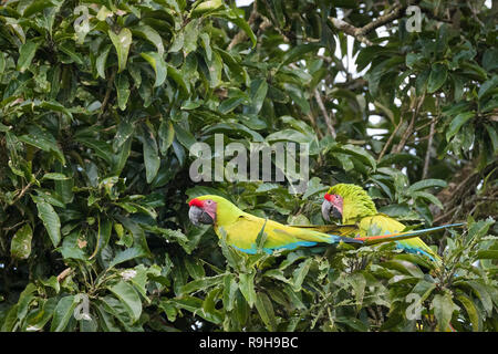 Großen grünen Ara (Ara ambiguus), zwei Fütterung im Baum. Alajuela Provinz. Costa Rica. Stockfoto