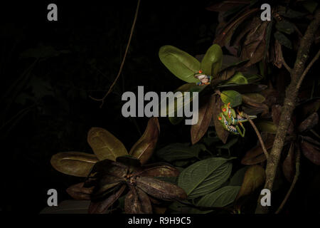 Red-eyed Treefrog (Agalychnis callidryas) Paar in Amplexus, während ein anderer Mann seine Chance wartet. Heredia Provinz. Costa Rica. Stockfoto