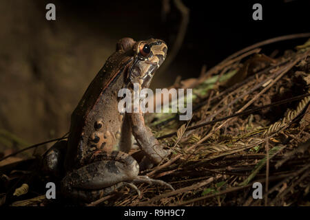 Savage ist Dünn-toed Frosch (Leptodactylus savagei) auf dem Boden. La Selva Biologische Station. Costa Rica. Stockfoto