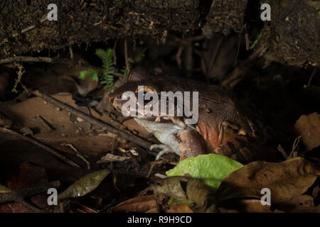 Savage ist Dünn-toed Frosch (Leptodactylus savagei) auf dem Boden. La Selva Biologische Station. Costa Rica. Stockfoto