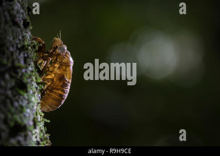 Abgebrochene Exoskelett der Zikade (Cicadoidea) auf die Rinde eines Baumes. La Selva Biologische Station. Costa Rica. Stockfoto