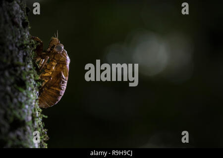 Abgebrochene Exoskelett der Zikade (Cicadoidea) auf die Rinde eines Baumes. La Selva Biologische Station. Costa Rica. Stockfoto