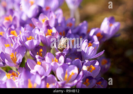 Biene auf lila Krokusse am Morgen Stockfoto