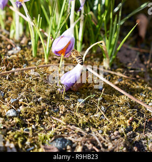 Biene fliegt zu Krokusse blühen in den Morgen Stockfoto