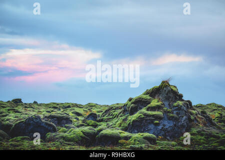 Moosige Felder Island Stockfoto