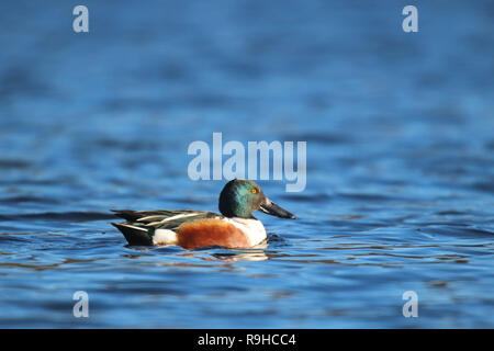 Männliche Northern Shoveler Anas clypeatra Schwimmen auf einem blauen See Stockfoto