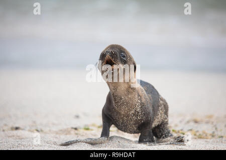 Galapagos Seelöwen Stockfoto