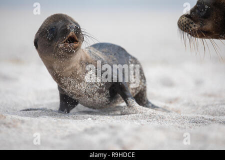 Galapagos Seelöwen Stockfoto