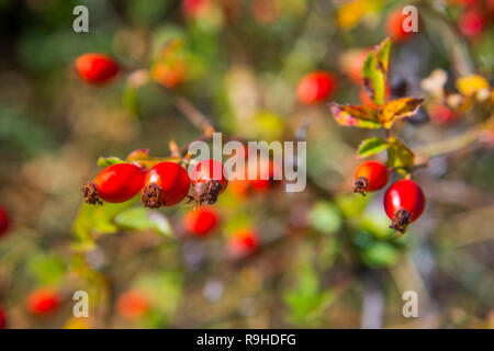 Wild Rose Beeren. Ansicht schließen. Stockfoto