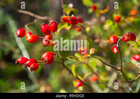 Wild Rose Beeren. Ansicht schließen. Stockfoto