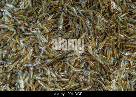 Getrocknete kleine Fische zum Verkauf im Süden Thailands, gut für Braten. Stockfoto
