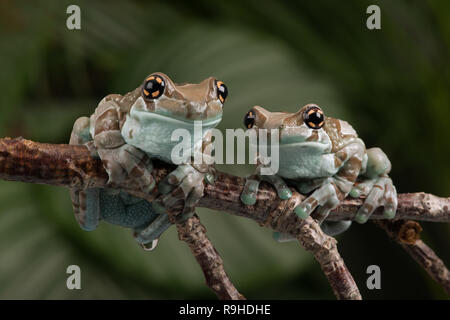 Mission Golden-eyed Tree Frogs (Trachycephalus resinifictrix) Stockfoto