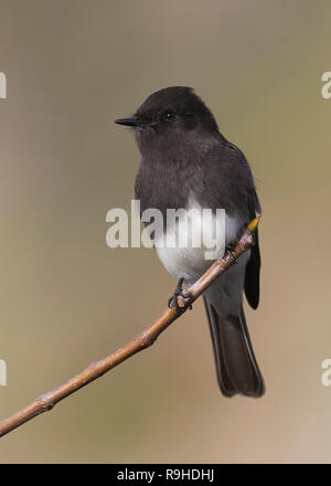 Schwarz Phoebe (Sayornis nigricans) auf einem kleinen Zweig gehockt Stockfoto