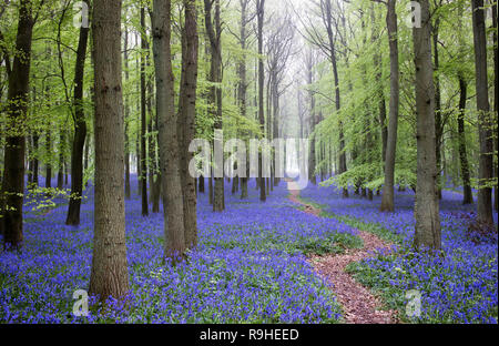 Hyacinthoides non Scripta. Misty Bluebell und Buche Wald in der englischen Landschaft Stockfoto