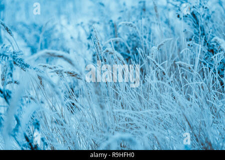 Frozen Pflanzen im Raureif im Winter am Nachmittag. Stockfoto