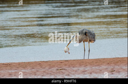 Great Blue Heron (Ardea herodias). Große Planschbecken Vogel in der Familie Ardeidae Reiher, fängt einen Fisch im seichten Wasser von einer kleinen Bucht in New Brunswick. Stockfoto