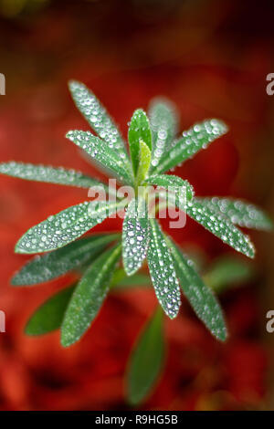 In der Nähe einer Pflanze namens Euphorbia martinii x 'Ascot Regenbogen" (Martins wolfsmilch) mit Regen fällt mit roten und braunen Hintergrund. Stockfoto