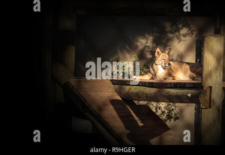 Coyote Canis yogiebeer sitzt in einem hölzernen Tierheim im südlichen Florida Stockfoto