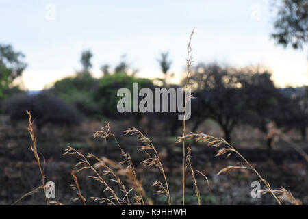 Gras stammt In den Wind im Feld verbrannt Stockfoto
