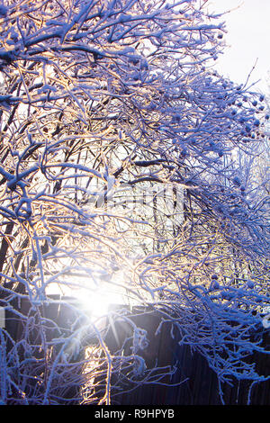 Zweige im Schnee in Sonnenstrahlen abgedeckt Stockfoto